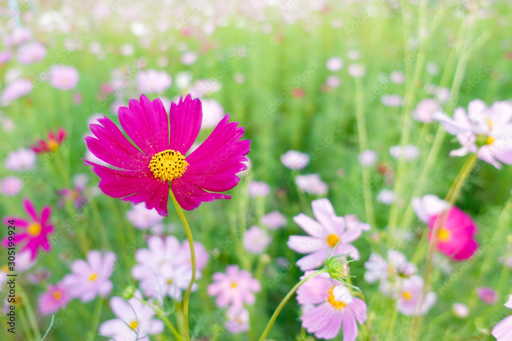 Beautiful pink cosmos flower in field Beautiful pink cosmos flower in field