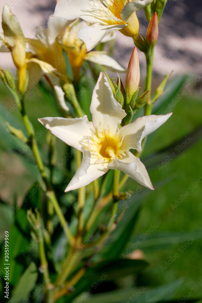 Laurier rose en couler jaune