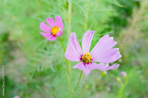 Beautiful pink cosmos flower in field