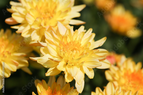 Fototapeta Naklejka Na Ścianę i Meble -  Beautiful blooming yellow chrysanthemum flower in garden
