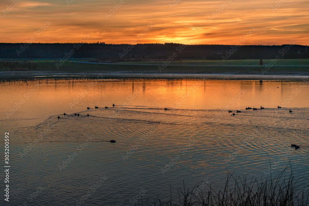 Fototapeta premium beautiful sunrise at a lake. Ducks swim in the water at dusk.