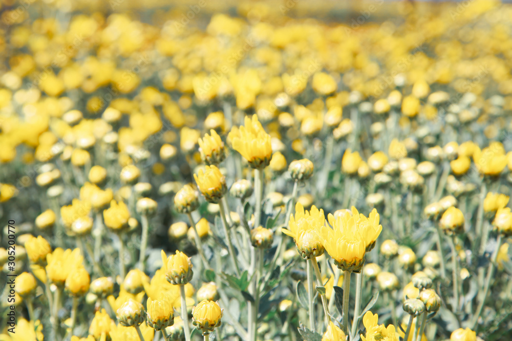 Fototapeta premium Beautiful blooming yellow chrysanthemum flower in garden