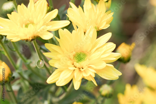 Beautiful blooming yellow chrysanthemum flower in garden