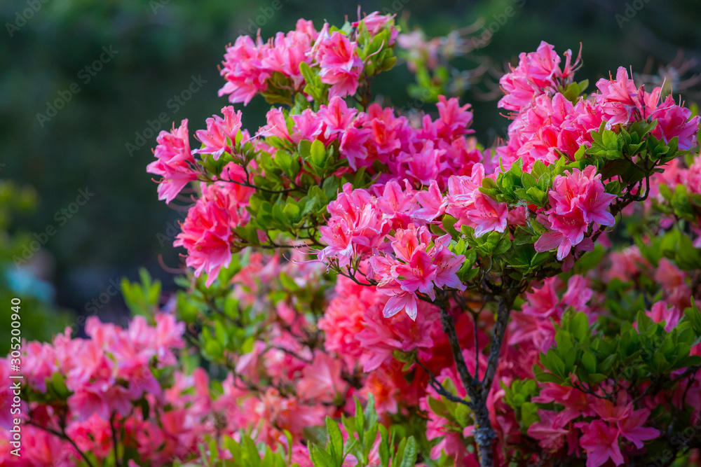 Beautiful little pink flowers on a big bush