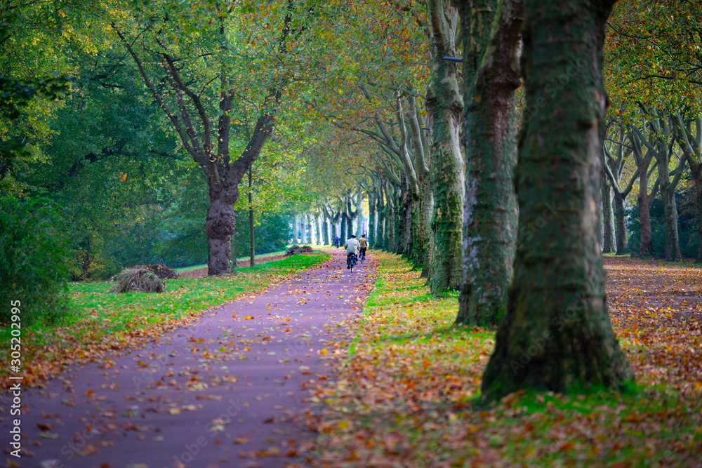 A bicycle lane along a row of trees in autumn