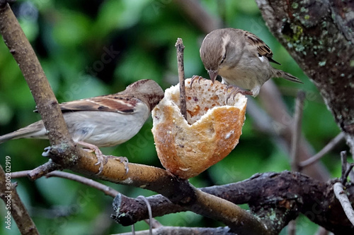 Les petits moineaux de mon jardin photo