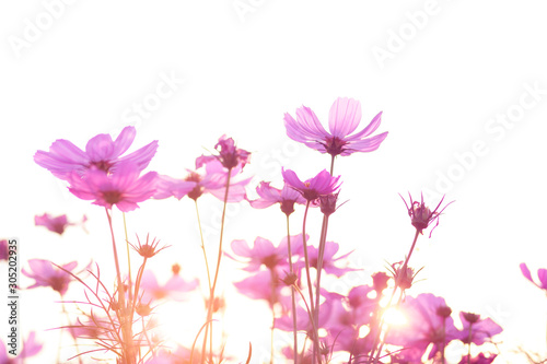 The view of the bright pink flowers on a good day and the sunset In a hot atmosphere 
