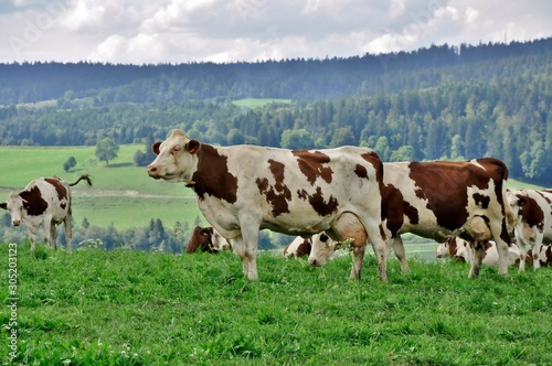 Vache Comtoises dans les montagnes du Jura.