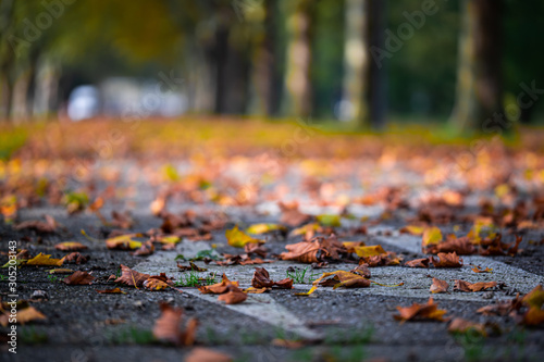 An empty deserted road covered with fallen leafs alongside rows of trees during autumn fall season