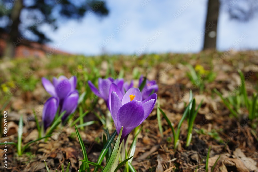 Field of blooming crocus in spring. Field of blooming crocus in spring.