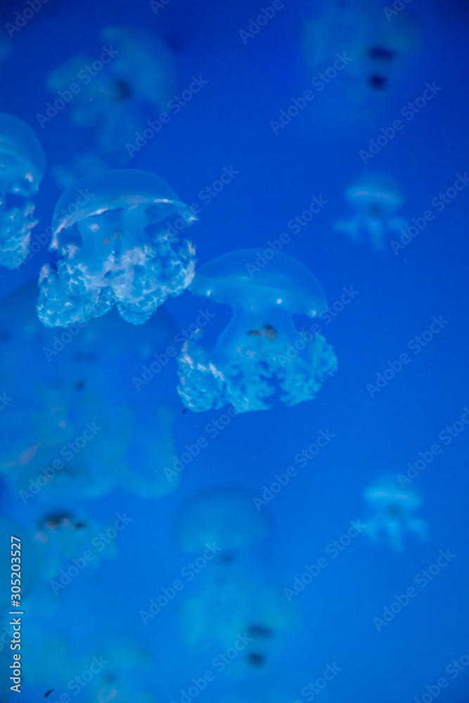 Beautiful jellyfish or medusa in the neon light in aquarium in new opened Prague medusarium, Czech Republic Beautiful jellyfish or medusa in the neon light in aquarium in new opened Prague medusarium, Czech Republic