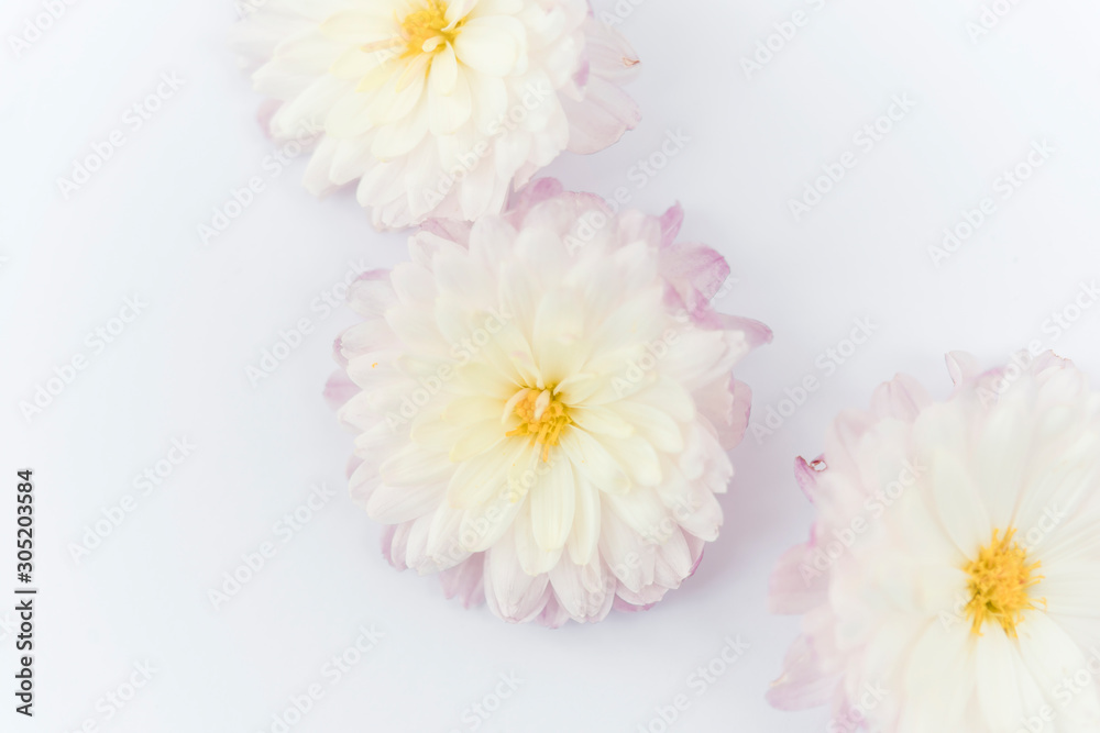 beautiful flower isolated on white background