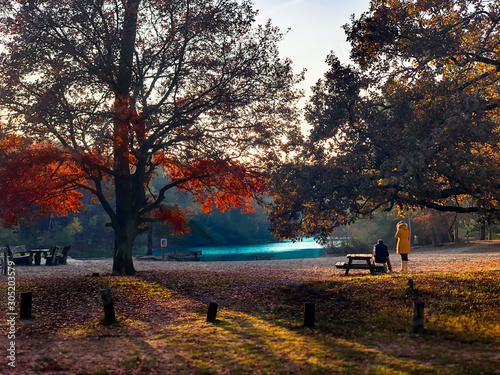 A beautiful day in National Park Loonse en Drunense duinen during fall autumn photo