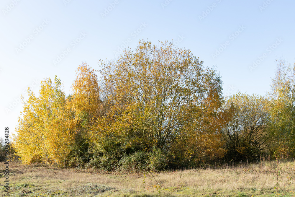 Trees on sky