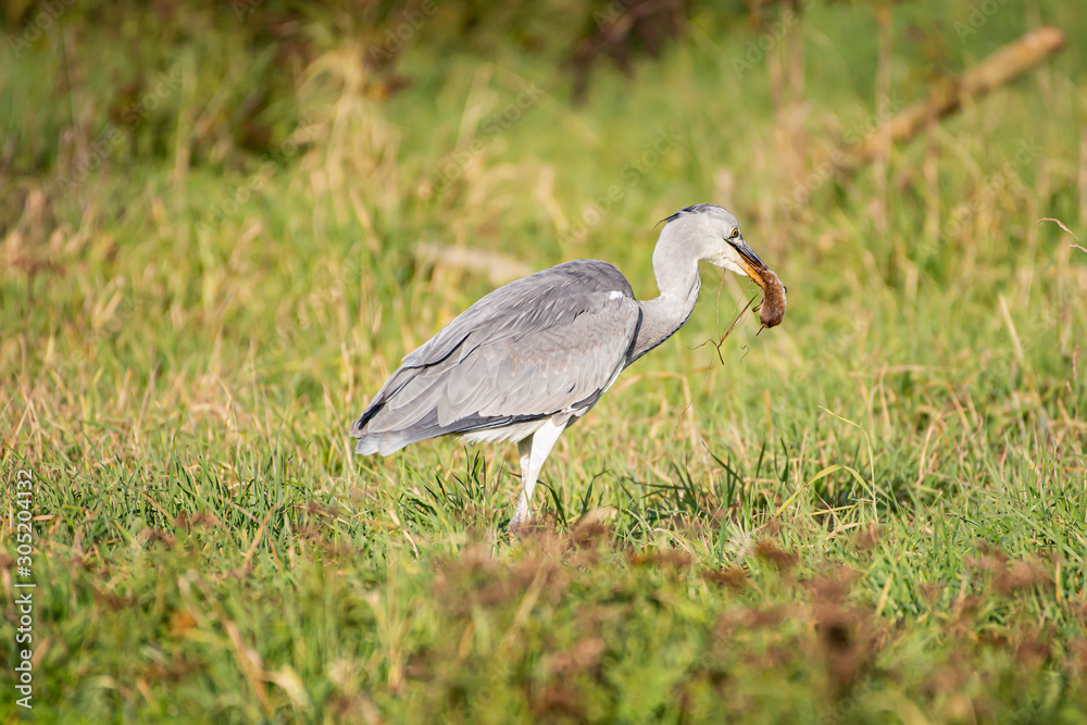 heron with mouse
