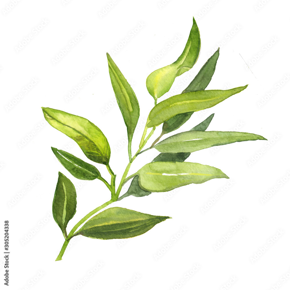 Watercolor hand painted botanical nature tea tree branch with leaves illustration isolated on white background