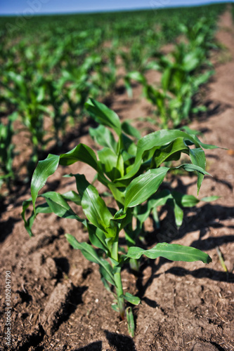 young corn