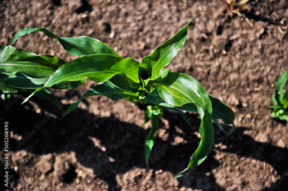 young corn