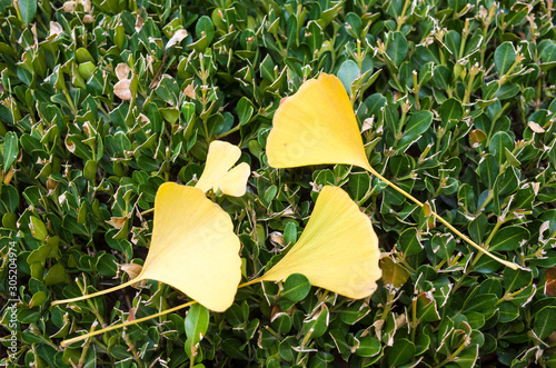 GinkGinkgo biloba leaves of autumn
