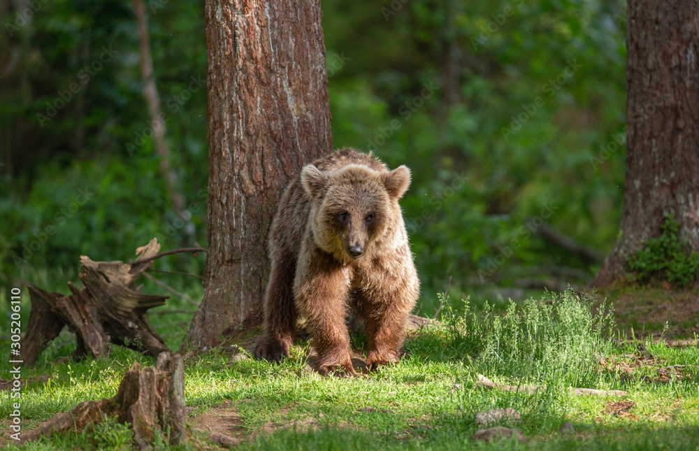 Fototapeta premium Little bear in the forest in its habitat. White Nights. Summer. Finland.