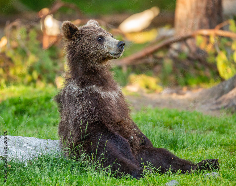 Fototapeta premium Little bear is sitting on the grass in the forest in a funny pose. White Nights. Summer. Finland.