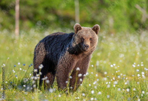 Brown bear in a forest glade surrounded by white flowers. White Nights. Summer. Finland.