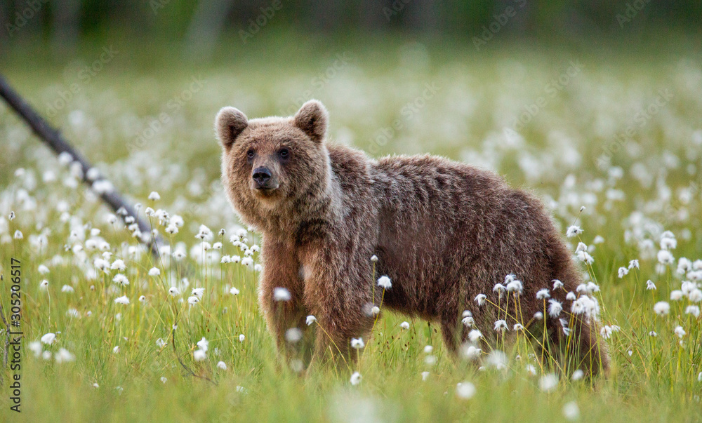 Brown bear in a forest glade surrounded by white flowers. White Nights. Summer. Finland. Brown bear in a forest glade surrounded by white flowers. White Nights. Summer. Finland.