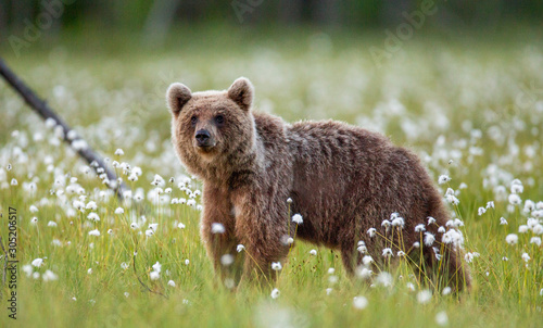 Brown bear in a forest glade surrounded by white flowers. White Nights. Summer. Finland.