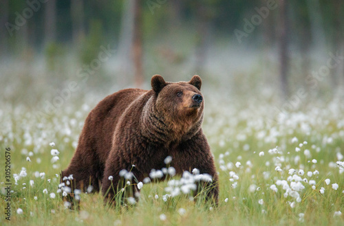 Brown bear stands in a forest clearing with white flowers against a background of forest and fog. Summer. Finland.