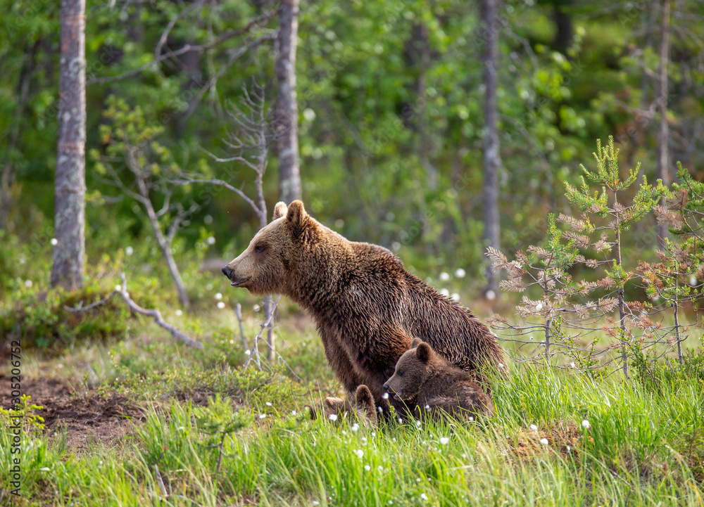Fototapeta premium She-bear with cubs in a forest glade. White Nights. Summer. Finland.