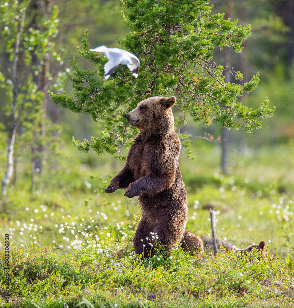 She-bear with cubs in a forest glade. White Nights. Summer. Finland. She-bear with cubs in a forest glade. White Nights. Summer. Finland.
