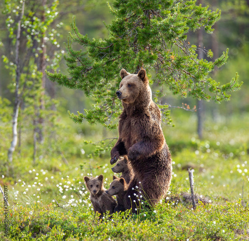 Fotografie, Obraz She-bear with cubs in a forest glade