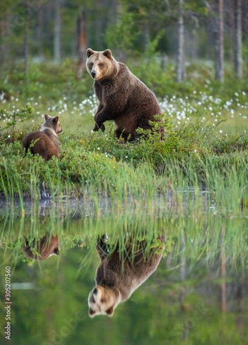 She-bear with a cub bear walks along the edge of a forest lake with a stunning reflection. Summer. Finland. © gudkovandrey