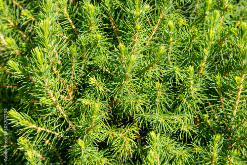 Texture of Christmas tree branches  frame of xmas green pine tree. Nature New Year concept.