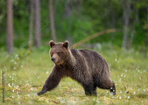 Brown bear is walking through a forest glade. Close-up. Summer. Finland. © gudkovandrey
