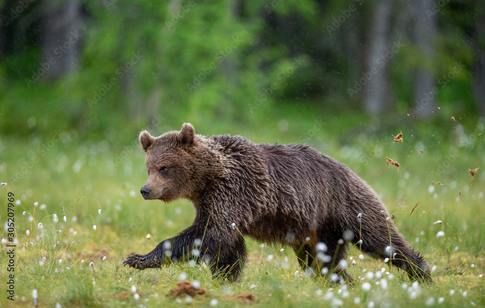 Fototapeta premium Brown bear is walking through a forest glade. Close-up. Summer. Finland.