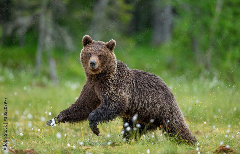 Fototapeta premium Brown bear is walking through a forest glade. Close-up. Summer. Finland.