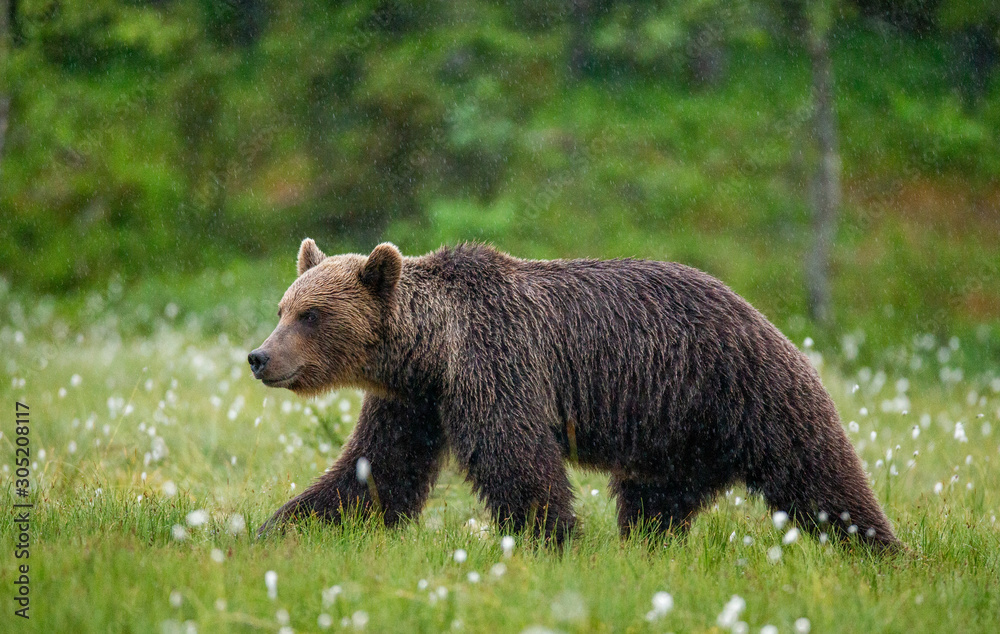 Brown bear is walking through a forest glade. Close-up. Summer. Finland.