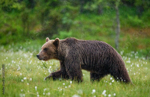 Brown bear is walking through a forest glade. Close-up. Summer. Finland.