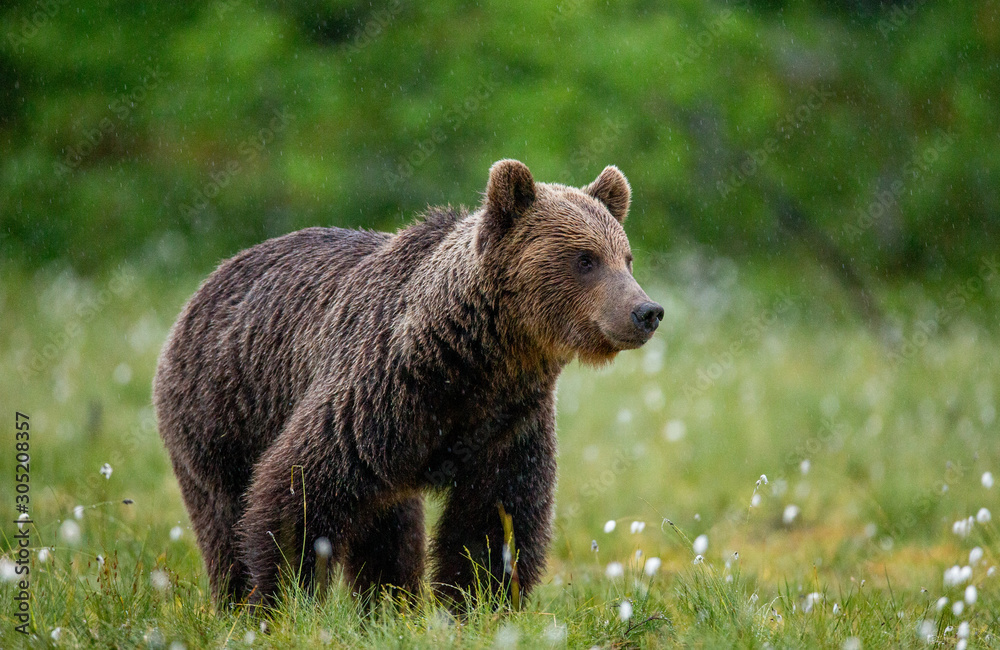 Brown bear in a forest glade surrounded by white flowers. White Nights. Summer. Finland.