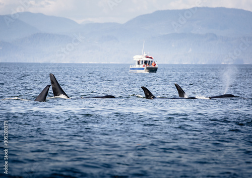 Obraz na płótnie Killer Whales pod in British Columbia, Canada w salonie