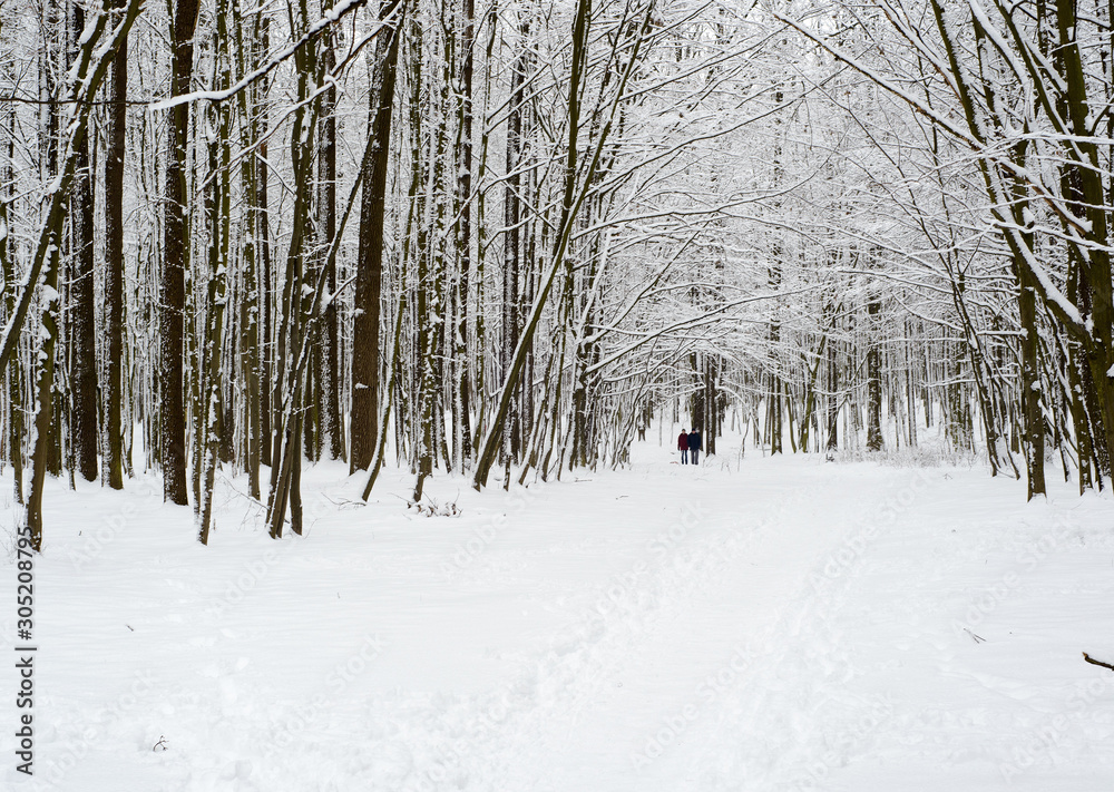 frosty winter woodlands