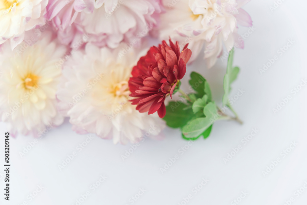 beautiful flowers isolated on white background