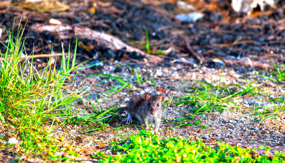 Rats looking for food in the sea beach at morning