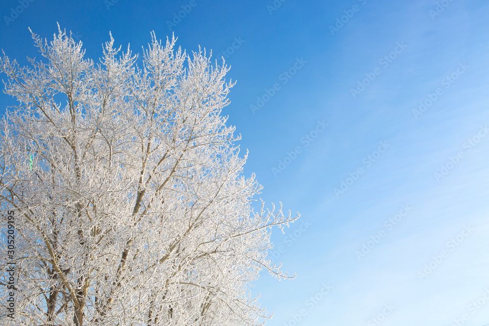 Snow-covered tree branch at sunset