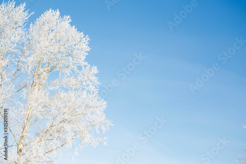 Snow-covered tree branch
