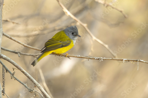 Grey-headed canary-flycatcher (Culicicapa ceylonensis), sometimes known as the grey-headed flycatcher, is a species of small flycatcher-like bird found in tropical Asia.  photo