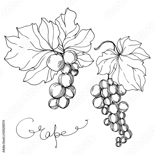 Vector Grape berry healthy food. Black and white engraved ink art. Isolated grapes illustration element.