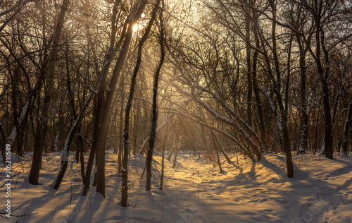 Forest. Winter. Good sunny weather. A pleasant walk among the snowy trees. © Mykhailo