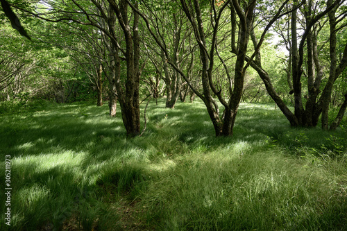 Flowing Grasses Under Grove of Trees